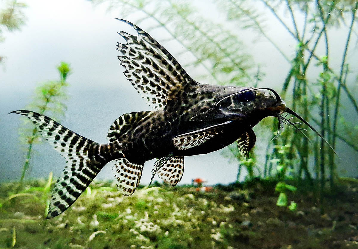 Synodontis angelicus (Pez gato ángel) y Synodontis eupterus (Pez gato aleta de pluma)