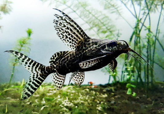 Synodontis angelicus (Pez gato ángel) y Synodontis eupterus (Pez gato aleta de pluma)